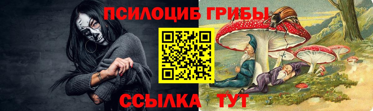 Псилоцибиновые грибы Psilocybe Саратов